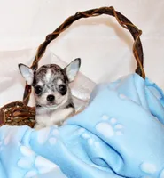 Odin, a male Chihuahua for sale in Charleston, AR – 4 of 5