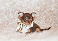 Janie, a female Chihuahua for sale in Charleston, AR – 3 of 4