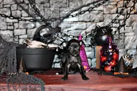 Amira, a female Chihuahua for sale in Charleston, AR – 2 of 4