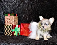 Asa, a male Chihuahua for sale in Charleston, AR – Photo 5 of 5