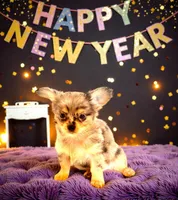 Asa, a male Chihuahua for sale in Charleston, AR – Photo 3 of 5