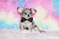 Asa, a male Chihuahua for sale in Charleston, AR – Photo 1 of 5