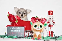 Asa, a male Chihuahua for sale in Charleston, AR – Photo 4 of 5