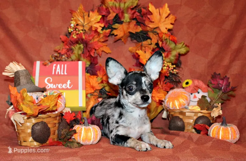 Hawk – Chihuahua puppy for sale in Charleston, AR
