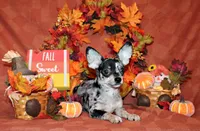 Hawk, a male Chihuahua for sale in Charleston, AR – 1 of 5