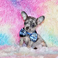 Cody, a male Chihuahua for sale in Charleston, AR – Photo 3 of 6