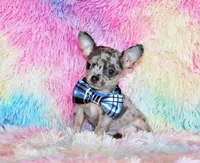 processed/66403568-45eb-4c40-883f-cbda3b5a5967/listing/5530d844-1be8-4006-ba4b-bcf38cbde8bb/38dd73f0-2f6e-40cb-aab7-da52114d7c58