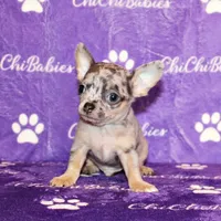 Cody, a male Chihuahua for sale in Charleston, AR – Photo 4 of 6