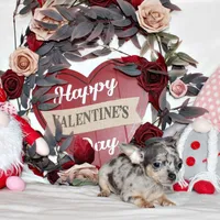 Cody, a male Chihuahua for sale in Charleston, AR – Photo 1 of 6