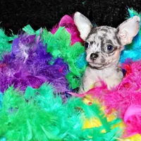 Cody, a male Chihuahua for sale in Charleston, AR – Photo 2 of 6