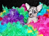 processed/66403568-45eb-4c40-883f-cbda3b5a5967/listing/5530d844-1be8-4006-ba4b-bcf38cbde8bb/a77f34b3-9d2b-4376-a935-ec037a8a172c