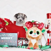 Cody, a male Chihuahua for sale in Charleston, AR – Photo 6 of 6