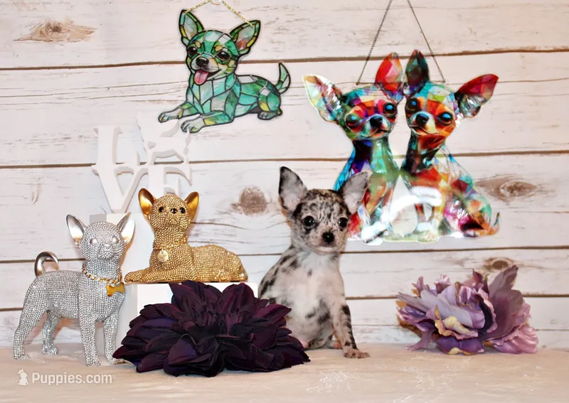 Gandolf – Chihuahua puppy for sale in Charleston, AR