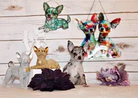 Gandolf, a male Chihuahua for sale in Charleston, AR – 1 of 2