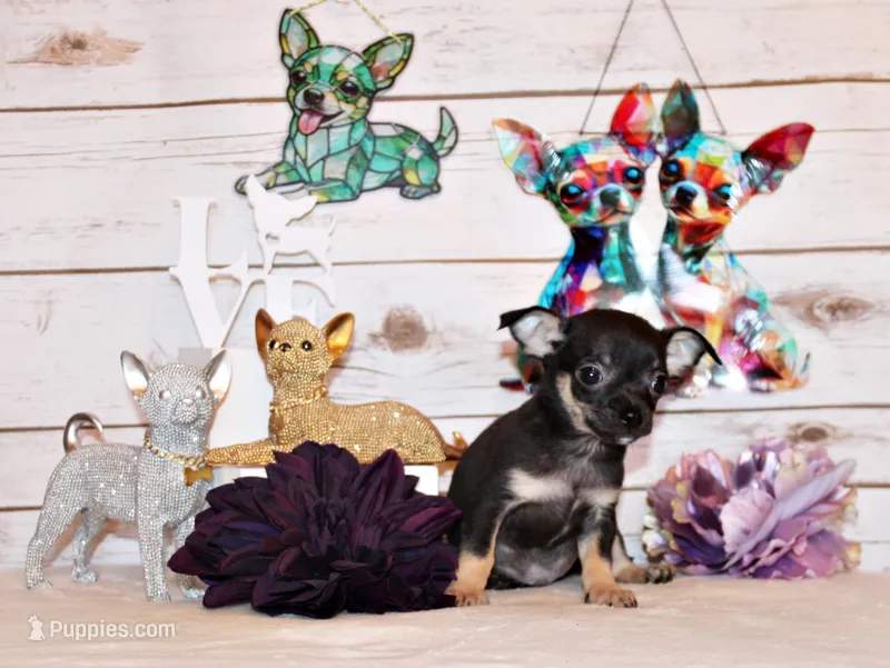 Egypt – Chihuahua puppy for sale in Charleston, AR