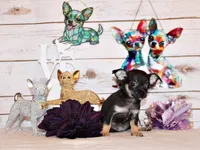 Egypt, a male Chihuahua for sale in Charleston, AR – 1 of 4
