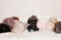 Egypt, a male Chihuahua for sale in Charleston, AR – 3 of 4