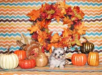 Uri, a male Chihuahua for sale in Charleston, AR – Photo 2 of 2