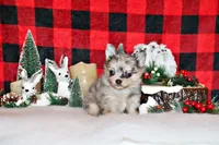 Uri, a male Chihuahua for sale in Charleston, AR – Photo 1 of 2