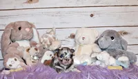 Elgin, a male Chihuahua for sale in Charleston, AR – 4 of 4