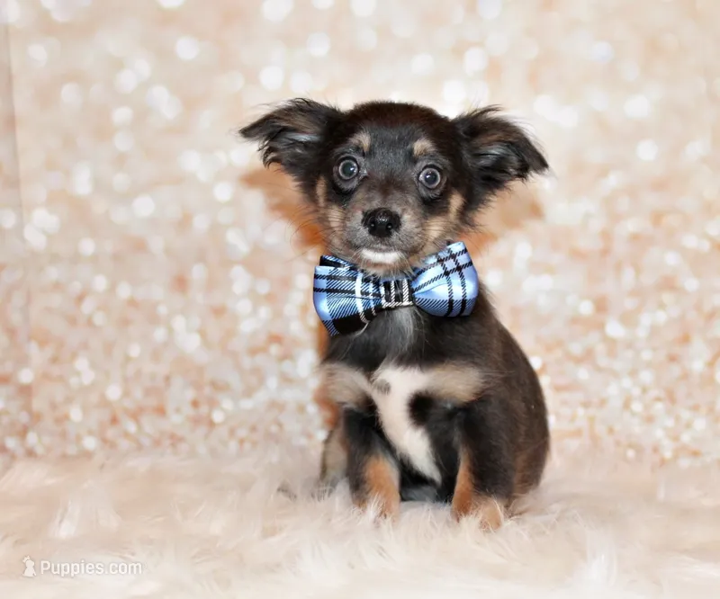 Blue – Chihuahua puppy for sale in Charleston, AR