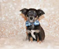 Blue, a male Chihuahua for sale in Charleston, AR – 2 of 6
