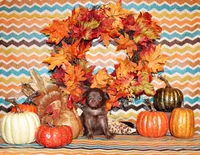 Wilde, a female Chihuahua for sale in Charleston, AR – Photo 2 of 2