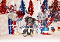 Blue, a male Chihuahua for sale in Charleston, AR – 2 of 4