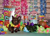 Ian, a male Chihuahua for sale in Charleston, AR – 4 of 5
