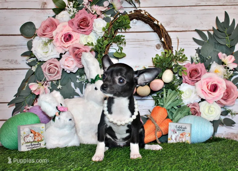 Greer – Chihuahua puppy for sale in Charleston, AR