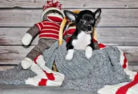 Greer, a female Chihuahua for sale in Charleston, AR – Photo 4 of 4