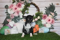 Greer, a female Chihuahua for sale in Charleston, AR – Photo 2 of 4