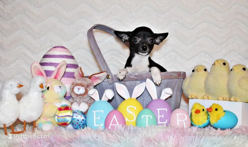 Greer – Chihuahua puppy for sale in Charleston, AR