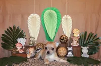 Thaddeus, a male Chihuahua for sale in Charleston, AR – 3 of 7
