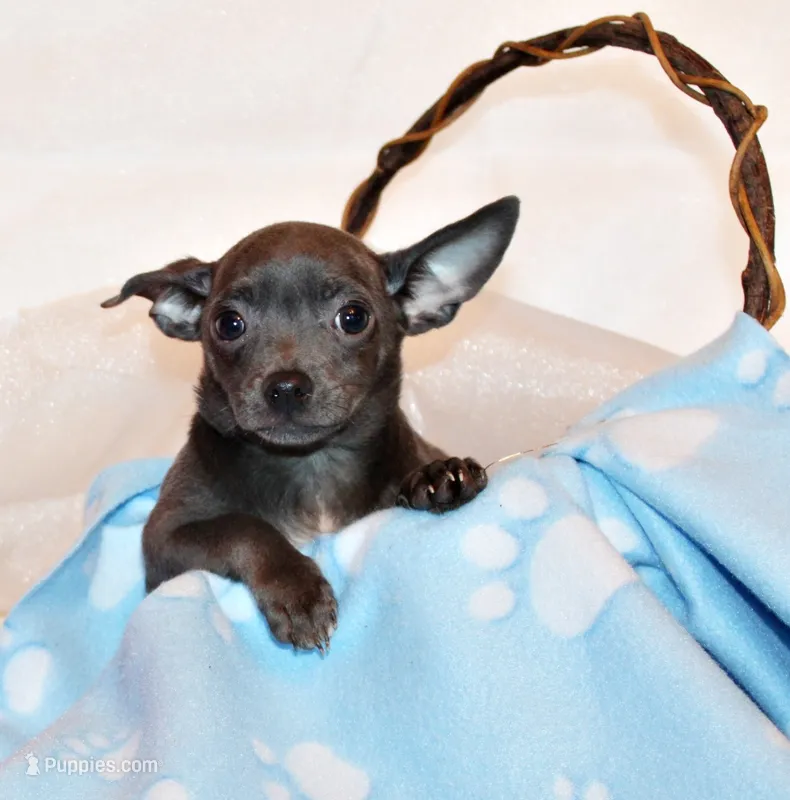 Denver – Chihuahua puppy for sale in Charleston, AR