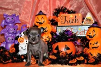 Adelynn, a female Chihuahua for sale in Charleston, AR – 3 of 4