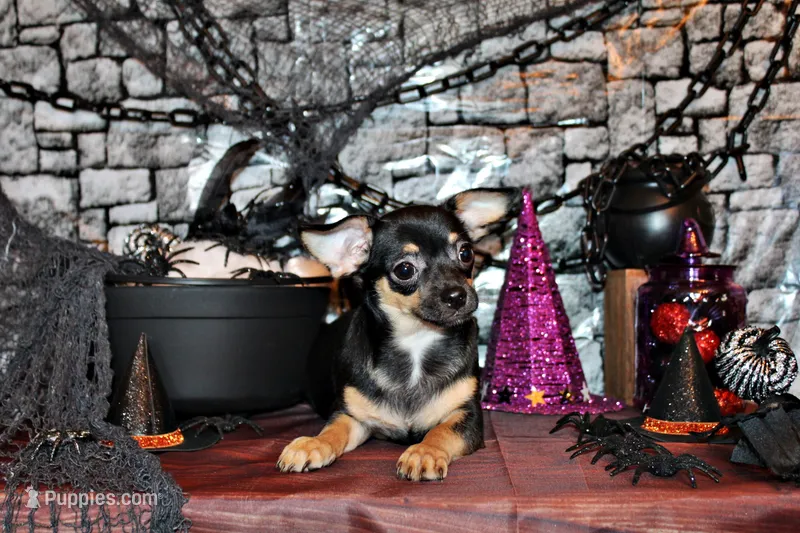Navy – Chihuahua puppy for sale in Charleston, AR