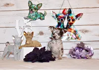 Hyacinth, a female Chihuahua for sale in Charleston, AR – 3 of 3