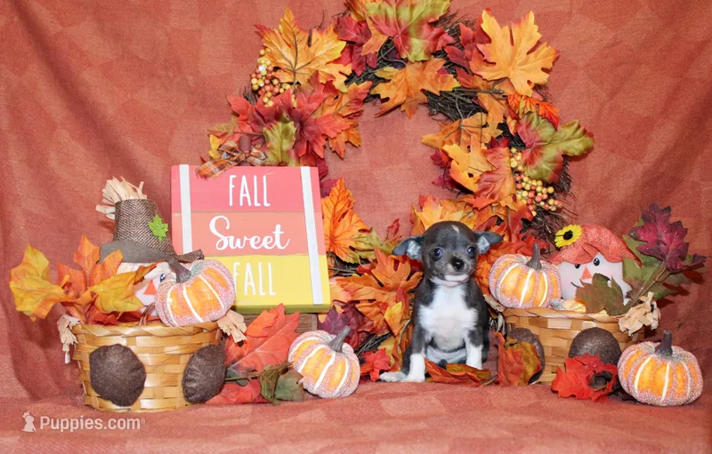 Pixie – Chihuahua puppy for sale in Charleston, AR