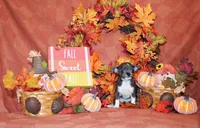Pixie, a female Chihuahua for sale in Charleston, AR – 1 of 4