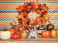 Uno, a male Chihuahua for sale in Charleston, AR – Photo 2 of 2