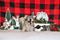 Uno, a male Chihuahua for sale in Charleston, AR – Photo 1 of 2