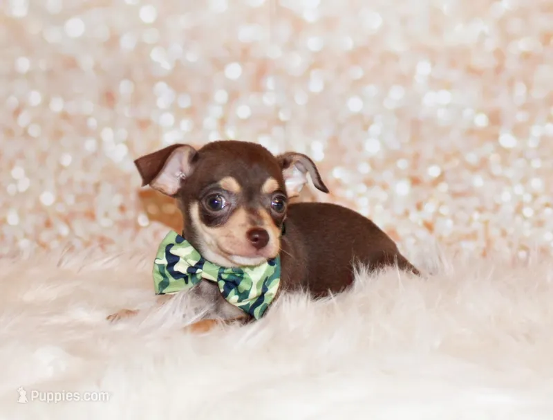 Gossett – Chihuahua puppy for sale in Charleston, AR