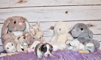 Fuego, a female Chihuahua for sale in Charleston, AR – 3 of 4