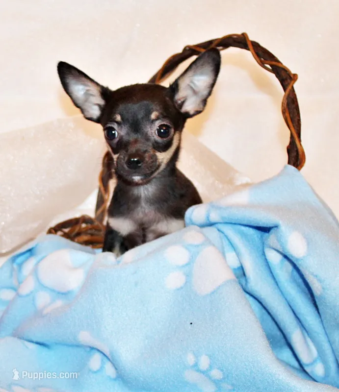 Egypt – Chihuahua puppy for sale in Charleston, AR