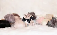 Dover, a male Chihuahua for sale in Charleston, AR – 3 of 4