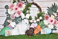 Peanut, a male Chihuahua for sale in Charleston, AR – Photo 2 of 2