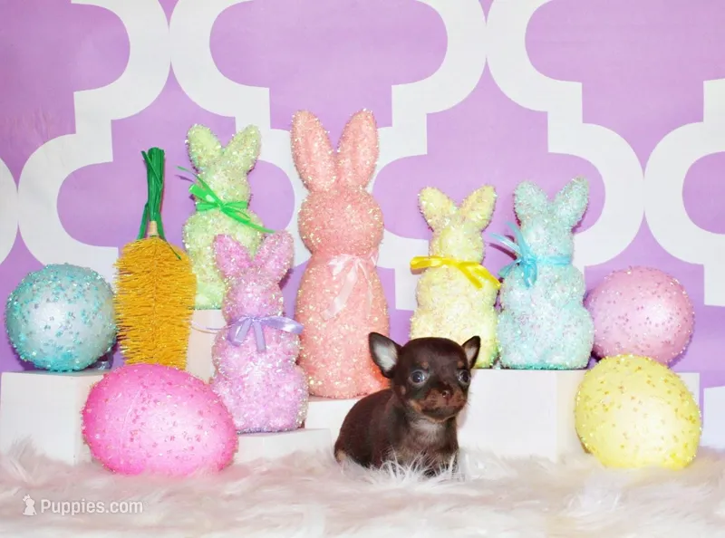 Peanut – Chihuahua puppy for sale in Charleston, AR