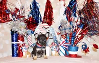 Egypt, a male Chihuahua for sale in Charleston, AR – 2 of 4