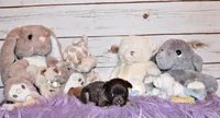 Edgar, a male Chihuahua for sale in Charleston, AR – 4 of 4